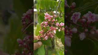 what a pretty carambola flowers carambola [upl. by Wons]