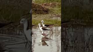 Blackwinged stilt  Himantopus himnatopus migratorybird birdslover birds relaxation [upl. by Jean]