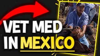 Veterinary Medicine In Mexico w Dr Isabel Guzman  The Veterinary Roundtable  EP78 [upl. by Ahsuoj689]