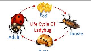 Life Cycle Of Ladybug for Kids [upl. by Nyleahs573]