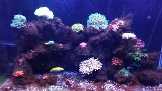 Bryopsis Day 14 update with using Fluconazole treatment w Reef Flux by Reef HD [upl. by Zakarias]