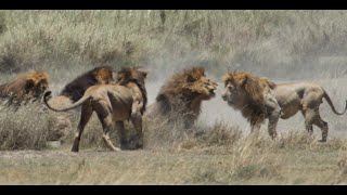 Fight of 4 lions vs 1 part IV of V [upl. by Allen]