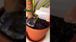 New growth plants beautiful soilpot soillove soilgrown garden soiltypes farming propagation [upl. by Hamann]