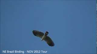 Whitecollared Kite  Gaviãodepescoçobranco  Leptodon forbesi [upl. by Amaryl]