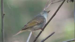 Palelegged Leafwarbler Phylloscopus tenellipes [upl. by Aelyk]