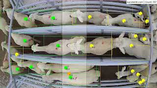 Artificial Intelligence AI cow sheep goat counting  Kahya Yapay Zeka Çiftlik Hayvanları Sayım Sis [upl. by Adlih]