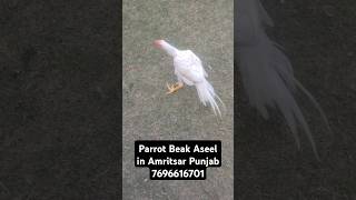 Parrot Beak Aseel For Sale 7696616701 [upl. by Aticilef]