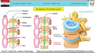 development of Vertebral column [upl. by Barris]