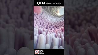 Cilia  Structure And Function  Animation [upl. by Llacam201]