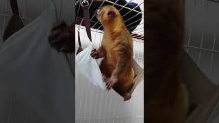 キンカジュー君 リンゴを求めて前のめり kinkajou in Japan [upl. by Siloam]