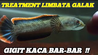 TIPS CHANNA LIMBATA GALAK GIGIT KACA ‼️ [upl. by Annorah]