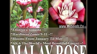 Malay Rose Torch Ginger Etlingera venusta SEEDS Tropical Ginger Lilies  SEEDS on wwwMySeedsCo [upl. by Hun426]