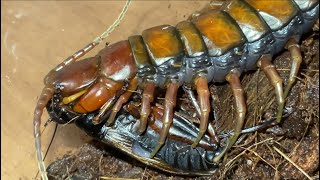 Barbados giant centipede Scolopendra angulata feeding black cricket [upl. by Nnyleuqaj]