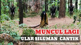 VIRAL  MUNCUL LAGI ULAR SILUMAN CANTIK GEMAR MANJAT POHON  PetungSewu [upl. by Sorgalim]