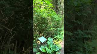 Alaska Cruise Tongass National Forest Rainforest Walk  Ketchikan 4K [upl. by Barbur]