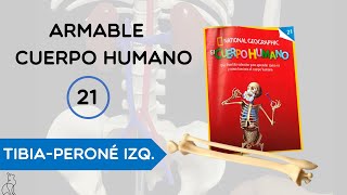 Coleccionable  Cuerpo Humano 21  tibiaperoné izquierdo💀 [upl. by Samoht]