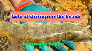 The beach is teeming with shrimp Giant shrimp you can catch them every couple of steps [upl. by Obrien979]