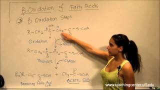 Beta Oxidation of Fatty Acids [upl. by Aran]