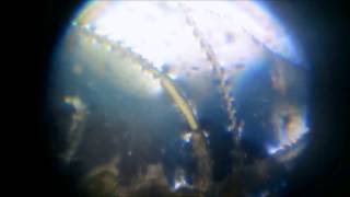 Gammarus Pulex under 100x Microscope [upl. by Ycniuqal493]