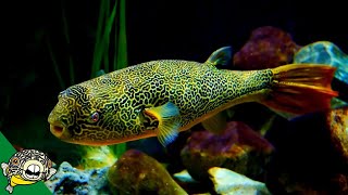 THE LARGEST FRESHWATER PUFFER Tetraodon Mbu Puffer Fish Profile [upl. by Dietrich]