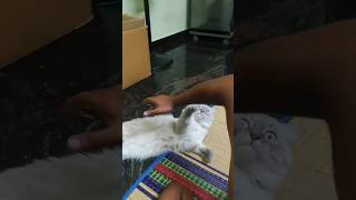 Himalayan Cat Just chilling amp playing  persiancat youtubeshorts cats shorts himalayancat [upl. by Seaman]