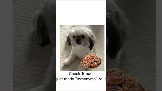 gussy’s cinnamon rolls dogs shihtzu puppy cute meme [upl. by Aissac36]