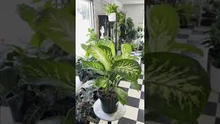 Dieffenbachia Care Guide [upl. by Aiak347]