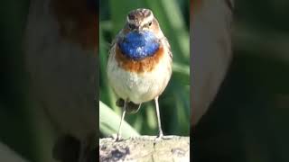 Another day another bluethroat birds birdsounds birdwatching nature [upl. by Anstus735]