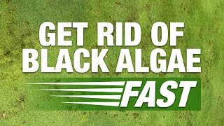 2 Minute Turf Talk  Get Rid of Black Algae Fast [upl. by Tansey]