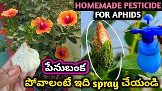 How to get rid of aphids  Homemade Pesticide మందార మొక్కలో పేనుబంక పోవాలంటే ఇలా చేయండి pesticides [upl. by Goldner852]