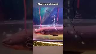 🦈⚡Electric eel shock All you need to know shorts facts trending viral [upl. by Lladnarc565]