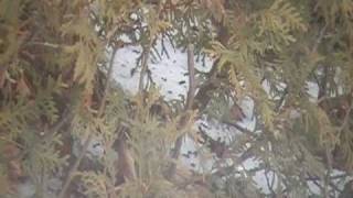 Presumed Whitethroated Sparrow X Song Sparrow hybrid [upl. by Saraiya348]