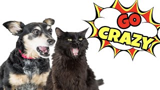 Cat Sounds That Make Dogs Go Crazy [upl. by Daniel]