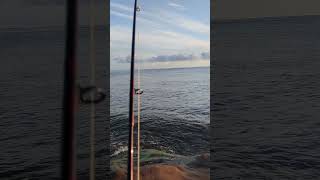 Fly fishing Striped bass in PEI [upl. by Adiarf]