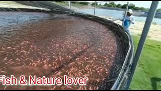 Tilapia culture biofloc technology intensive aquaculture system [upl. by Colin600]