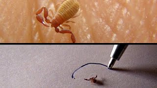 Book scorpion dont like ink Pseudoscorpion  insect  Micro monster  close up  Wildlife insects [upl. by Rialc]