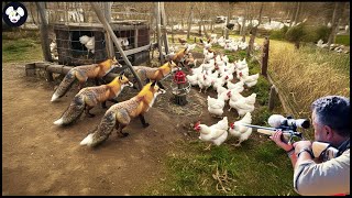 Full Video 4k  Australian Farmers Deal With Millions Of Red Fox Attack Poultry  Wild Boar Hunting [upl. by Entroc]