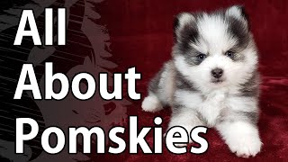 All About Pomskies  A Pomsky Video [upl. by Yruy]