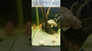 fish aquariumpets aquaticpets aquarium fishtank fishing petfish aquariumfish pets [upl. by Anazus73]