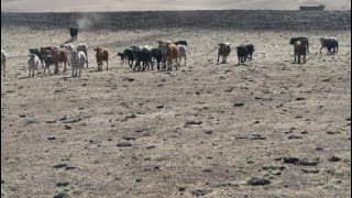 Overgrazing For 30 years Liver stocks From Northern Namibia [upl. by Blanchard]