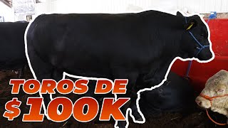 TENGO TOROS DE 100K EN MI RANCHO  Rancho Cinco Talentos  Ganadería  Raza Brangus [upl. by Ecirpac511]