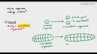 55 Purpose of Mitosis Cambridge AS amp A Level Biology 9700 [upl. by Heffron691]