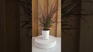 Purple Fountain Grass  Pennisetum Rubrum  QT Container  Free Shipping Pre Order for April Ship [upl. by Ellennahs]