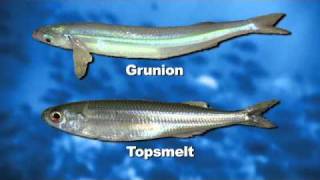 How to Identify Topsmelt [upl. by Arela]