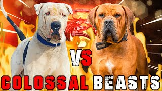 Bully Kutta vs Boerboel  Boerboel vs Bully Kutta  Powerful Guard Dog   Billa Boyka [upl. by Turrell236]