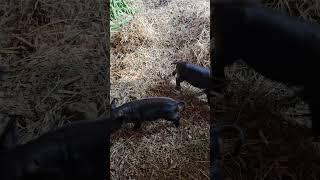 Piglets were born recently farmanimals piggy pig farmpets [upl. by Piefer]