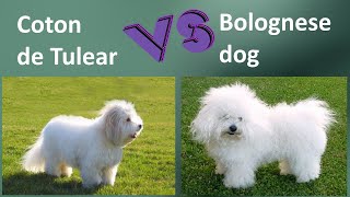 Coton de Tulear VS Bolognese dog  Breed Comparison  Bolognese dog and Coton de Tulear Differences [upl. by Grania]