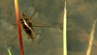 Common Pond Skater Water Strider or Water Bug Gerris lacustris  Gemeiner Wasserläufer 4 [upl. by Jenkel664]