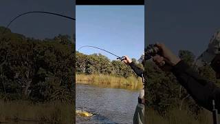 TIPS para PESCA de TARARIRAS N°2 [upl. by Marlowe]