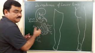 Dermatomes of lower limb by Dr A K Singh [upl. by Neelon838]